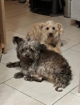 Pino - er braucht seine Zeit - Höchst (Odenwald)