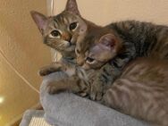 Katzen abzugeben (Geschwister) - Wuppertal