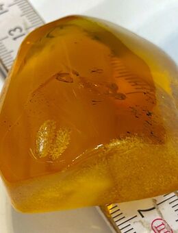 Baltischer Bernstein in klarer Butterscotch Milk&Honey Qualität 30g Baltic Amber - Köln