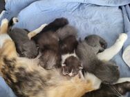7 Katzenbabys 2 Wochen alt - Asperg