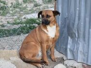 Berta aus animal hording Ho - Ludwigshafen (Rhein)