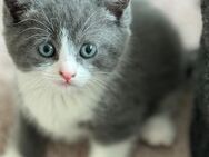 Wunderschöne Kitten BkH suchen ein warmes, nettes Zuhause - Lübeck