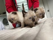 3 Baby Siam Katzen - Lüdenscheid