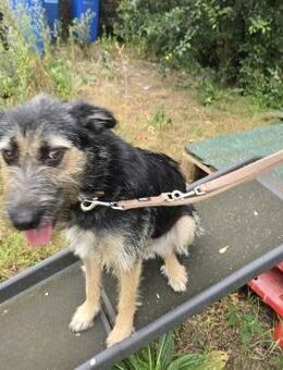 FANTASTISCHE AMY - Berlin