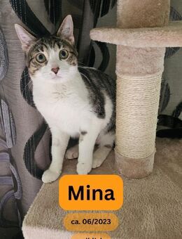 MINA, w., kastr., EHK, geb. 2023 - Sipplingen