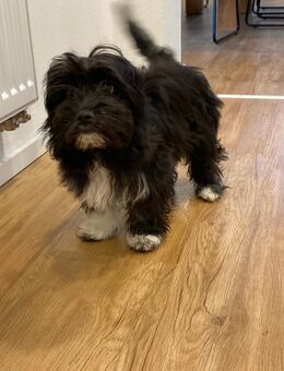 Hund Terrier-Mix - Eslarn