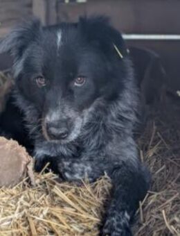 NILA sucht ihr Für-Immer-Zuhause - Kallmünz