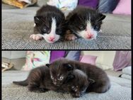 Kleine Kitten schwarz/schwarz-weiß - Metzingen
