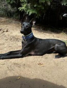 Pablo, unser Vollbluthengst im Hund - Lich