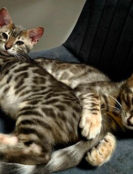 Reinrassige Blue Silver Spotted Tabby Bengal Kitten mit Stammbaum - Schwäbisch Gmünd