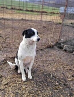 Vermittlungshilfe für Trandafir-Hoffnung - Jade