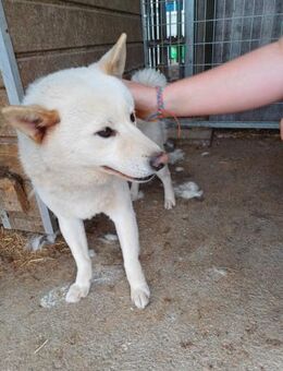 Lien, offener freundlicher Shiba Inu - Remagen