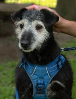 NOTFALL Loisl - Liebenswerter Senior - Obertshausen