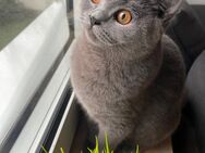 Liebevolle 10 Monate alte BKH-Katze auf der Suche nach einem neuen Zuhause - Gladbeck