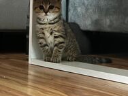 4 süße BKH Tabby - Damme