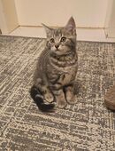 BKH-Mix Kitten in 35435