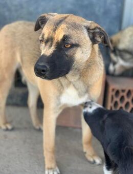 Avani sucht ganau dich - Celle