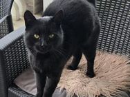 Kater Salem sucht seine Hexe - Freilassing