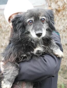 Linda - alte Dame mit viel Herz - Gerlingen