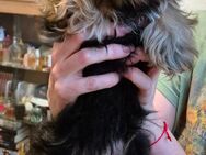 2 Yorkshire Terrier Welpen - Halle (Saale)