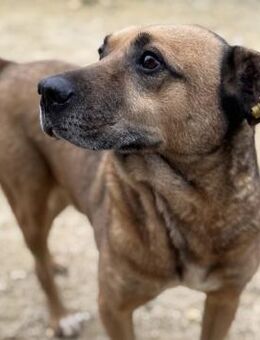 Remi - Menschenbezogen & lernfreudig - Berlin