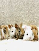 Zwergkaninchen Babys in 81377