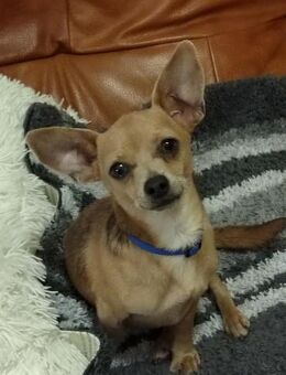 🐾 Berri 1-jähriger Chihuahua - Kassel