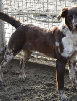 Mikey - clever Chap - Süderbrarup