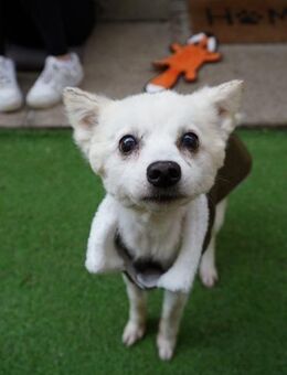 Ellie- kleine Lady sucht Ruhesitz - Chemnitz