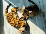 Bengal Katzen mit Stammbaum zu verkaufen - Iggingen