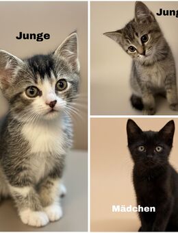 3 Bkh Mix Kitten - Bad Nenndorf