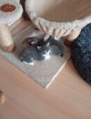 Katzen Babys suchen ein neues Zuhause in 41334