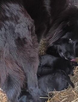 Altdeutsche Hütehunde Welpen - Weihenzell