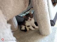 Maine Coon kitten - Grevesmühlen