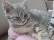 BKH Mix Kitten zu verkaufen - Trochtelfingen Zentrum