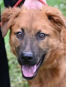 Hundeschatz COLIN - Gefrees