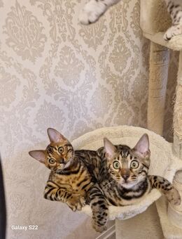 Bengal Kitten - Hamburg