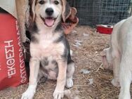 Aufgeschlossene Bella sucht Familie - Schmitten