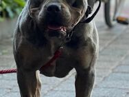 American Bully XL Tricolor Merle - Essen (Oldenburg)