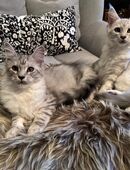 Maine Coon Kitten mit Stammbaum in 23714