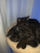 Britisch kurzhaar Blue smoke in 45661