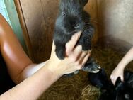 Kaninchen Babys Kaninchenbabys - Nordkirchen