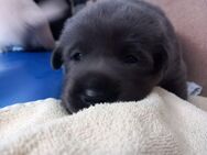 Labrador-Welpen (Champagner, Red Fox, Charcoal, Silver) – suchen ab August neue Kuscheldecke - Wunstorf
