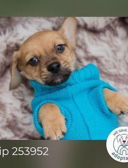 Chip 253952: Hundekind sucht ein Zuhaus - Kirchzell