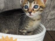 5 Mixed Kitten: Bengal-Siam + Thai Siam, aktuell 5 Wochen alt - Düsseldorf