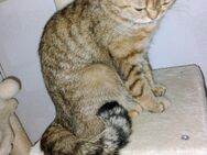 BKH Kitten - Lahr (Schwarzwald)