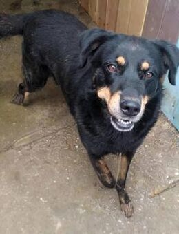 Seelenhund Sami - sucht eine Bleibe - Overath