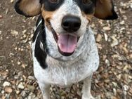 Coole Bluetick Connhoundmixhündin sucht# - Essen