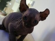 Sphinx Katzen - Vlotho Zentrum