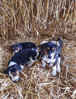 Jack Russell × Beagle Welpen - Jürgenshagen